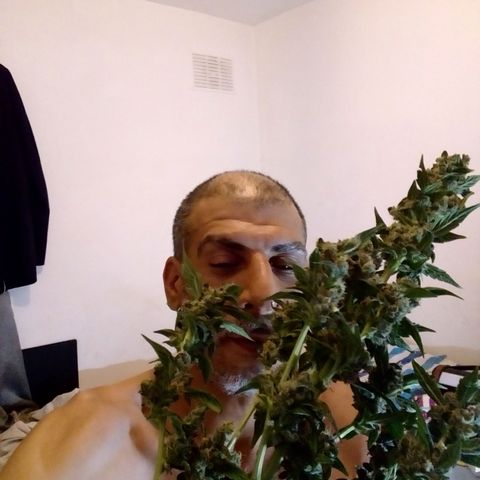 Princess Runtz  growlog photo: Harvest day today yippee 😂 well what comes back in weight, shes hanging up now, i. Hoing yo leave the sugar leaves on until she's dried out then trim them off and use them to cook with. 