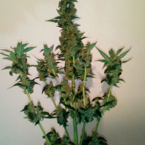 Princess Runtz  growlog photo: Harvest day today yippee 😂 well what comes back in weight, shes hanging up now, i. Hoing yo leave the sugar leaves on until she's dried out then trim them off and use them to cook with. 