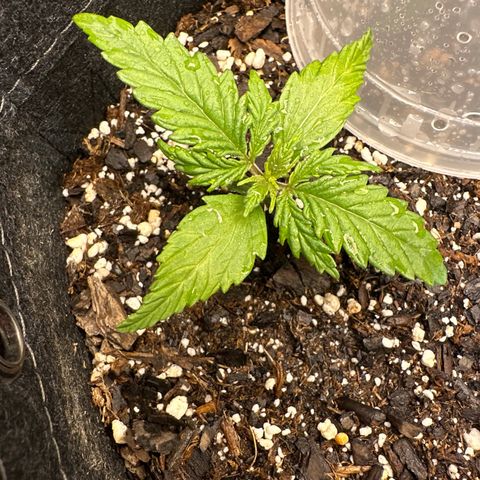 Critical 2.0 Auto (Herby) growlog timeline photo