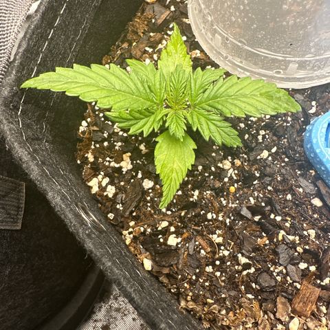 Critical 2.0 Auto (Herby) growlog timeline photo