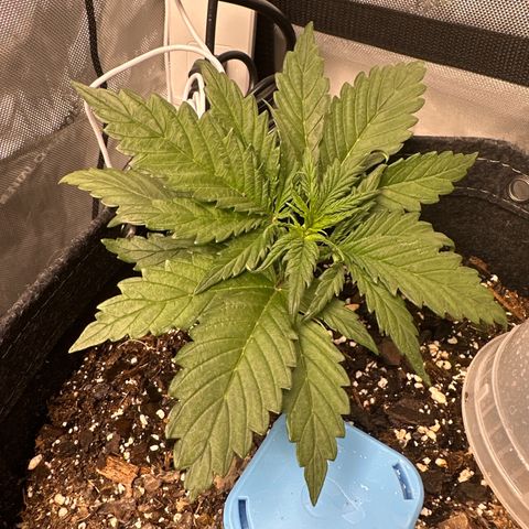Critical 2.0 Auto (Herby) growlog timeline photo