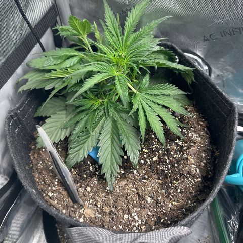 Critical 2.0 Auto (Herby) growlog timeline photo