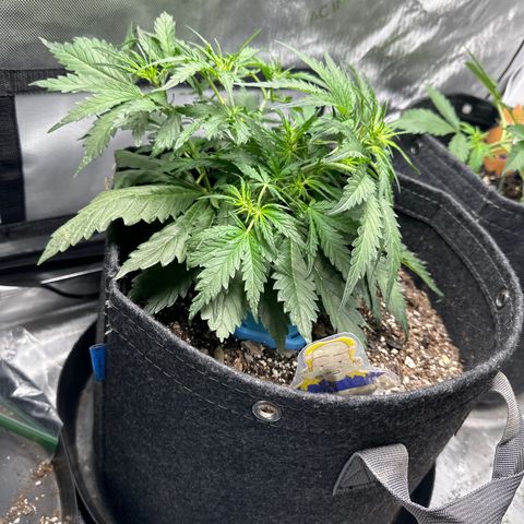 Critical 2.0 Auto (Herby) growlog timeline photo