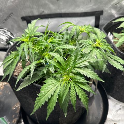 Critical 2.0 Auto (Herby) growlog timeline photo