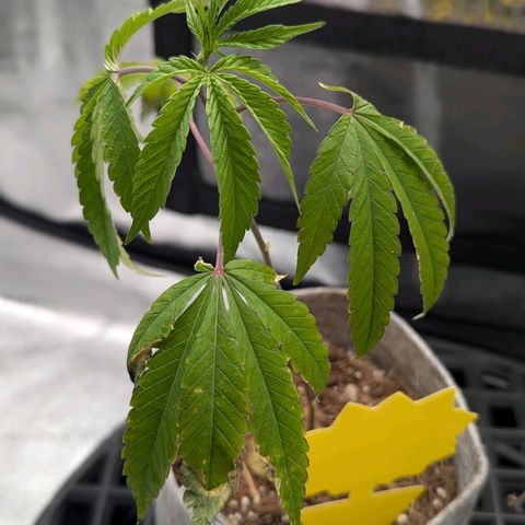 A&B growlog photo: Still dropping even after watering, started to perk up a bit