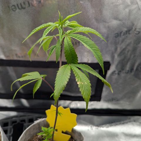 GDP  growlog photo: Looking great 