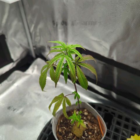 GDP  growlog photo: Not looking good
