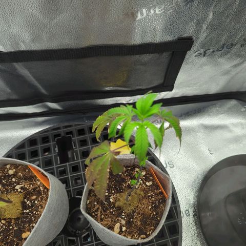 A&B growlog photo: Horrible 