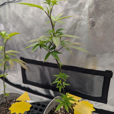 A&B growlog photo: A&B on left, GDP on right