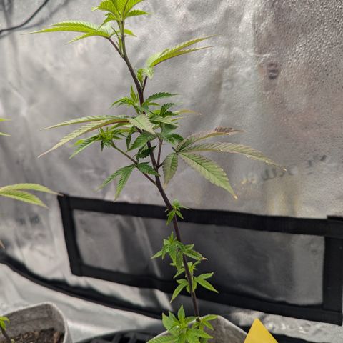 A&B growlog photo: A&B on left, GDP on right