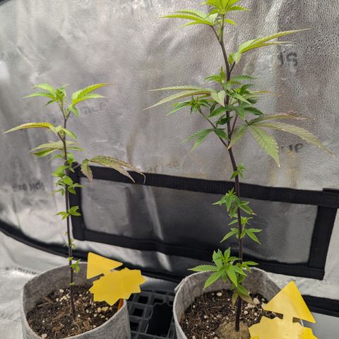 A&B growlog photo: A&B on left, GDP on right