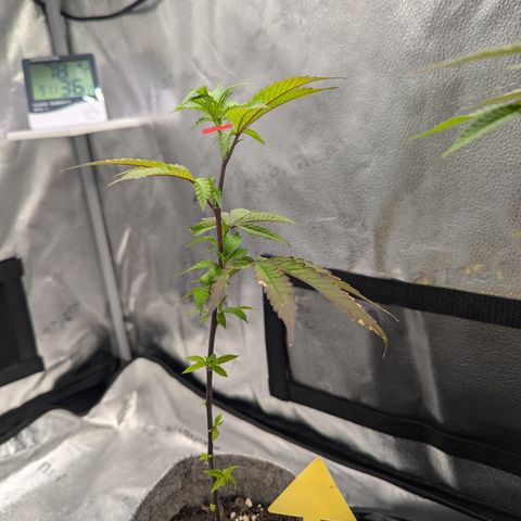 A&B growlog photo: A&B on left, GDP on right