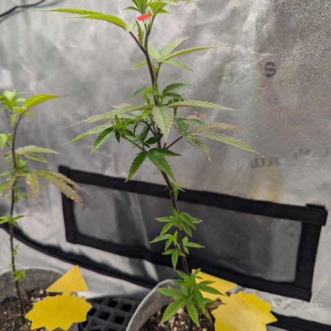 A&B growlog photo: A&B on left, GDP on right