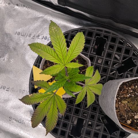 A&B growlog timeline photo
