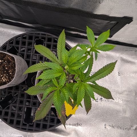 GDP  growlog timeline photo