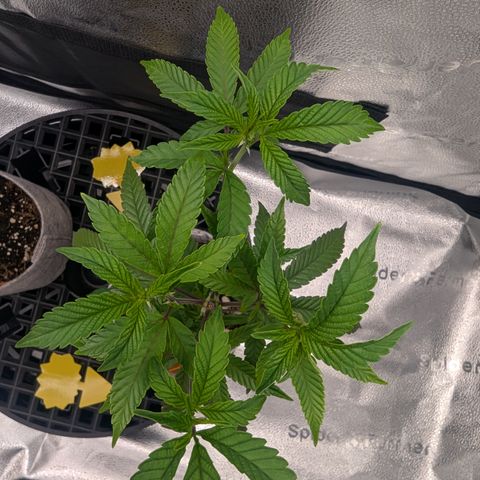 GDP  growlog timeline photo