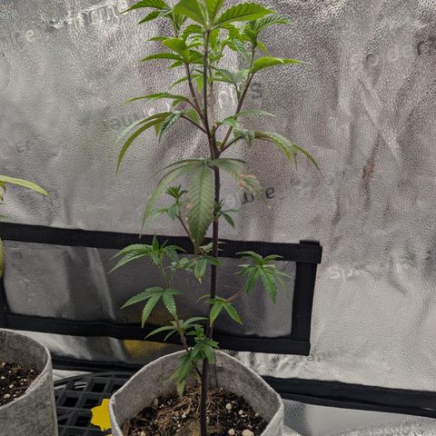 GDP  growlog timeline photo