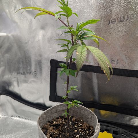 A&B growlog timeline photo
