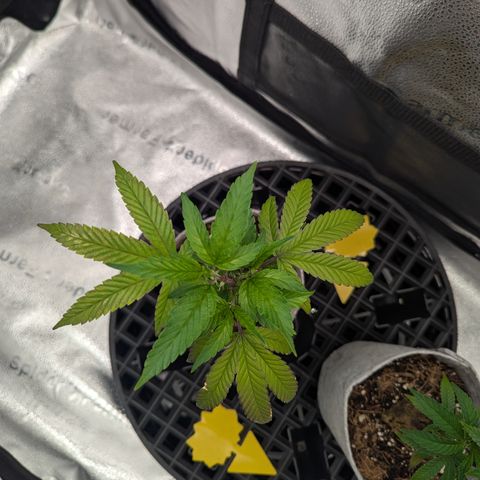 A&B growlog timeline photo