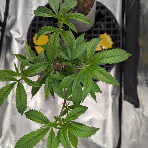 GDP  growlog timeline photo