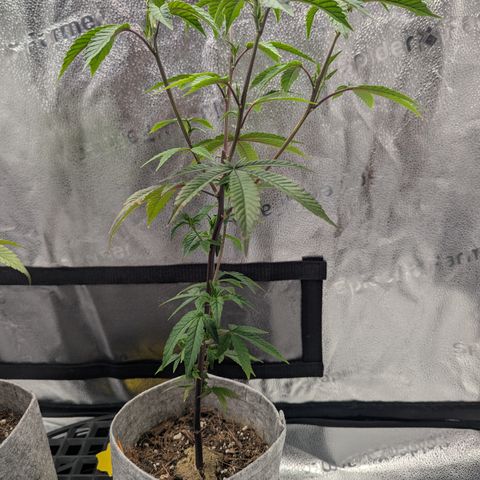 GDP  growlog timeline photo
