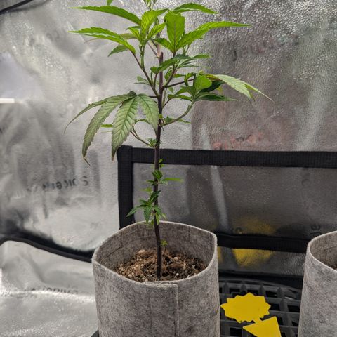 A&B growlog timeline photo