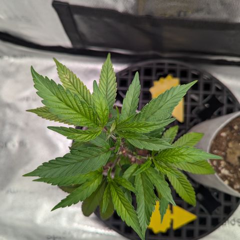 A&B growlog timeline photo