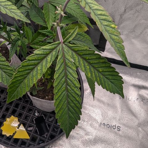 GDP  growlog photo: Definitely has some deficiency,just not sure what 