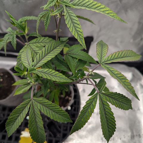 GDP  growlog photo: Definitely has some deficiency,just not sure what 