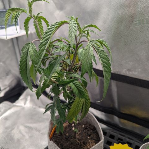 A&B growlog photo: Drooping over, looking rough