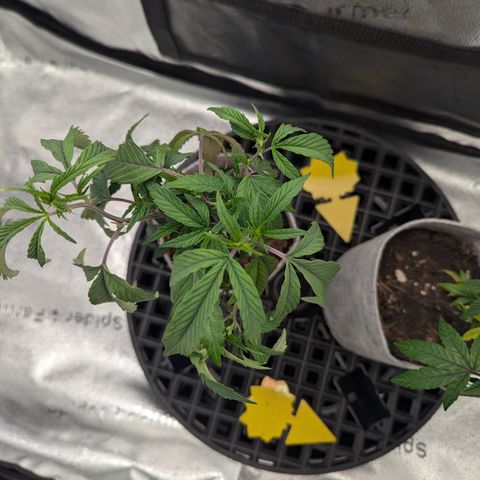 A&B growlog photo: Drooping over, looking rough