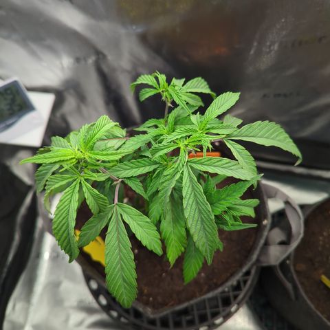 A&B growlog timeline photo