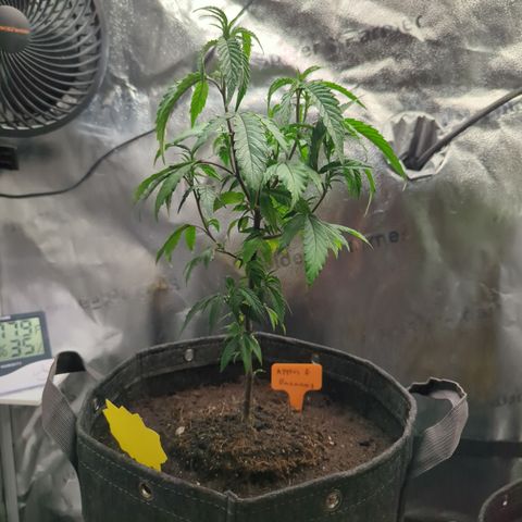 A&B growlog timeline photo
