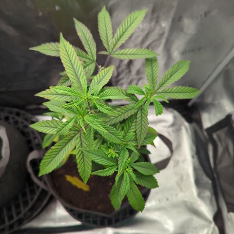 GDP  growlog timeline photo
