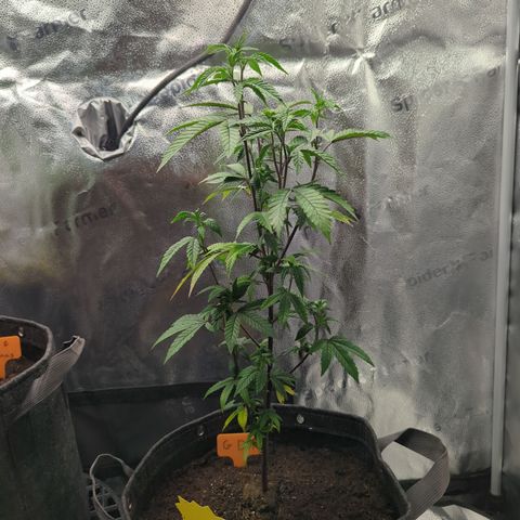 GDP  growlog timeline photo