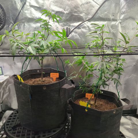 A&B growlog photo: Started training to allow more light on the canopy 