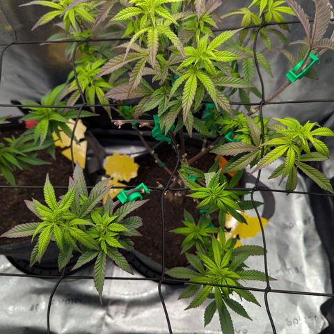 GDP  growlog timeline photo