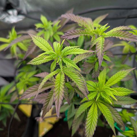 GDP  growlog timeline photo