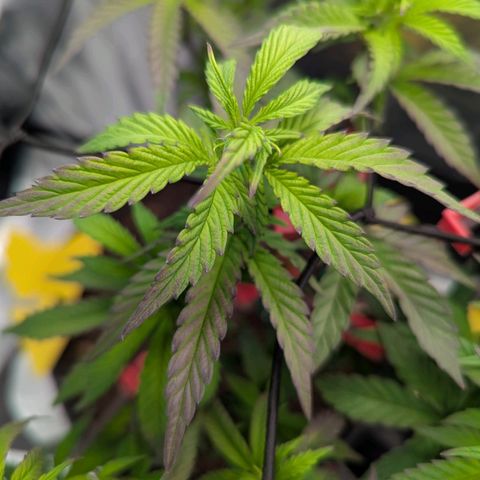 A&B growlog timeline photo
