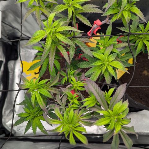 A&B growlog timeline photo