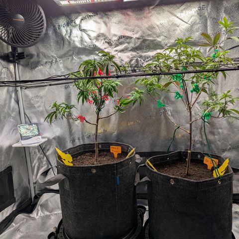 A&B growlog timeline photo