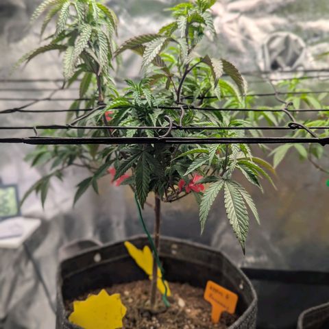 A&B growlog timeline photo