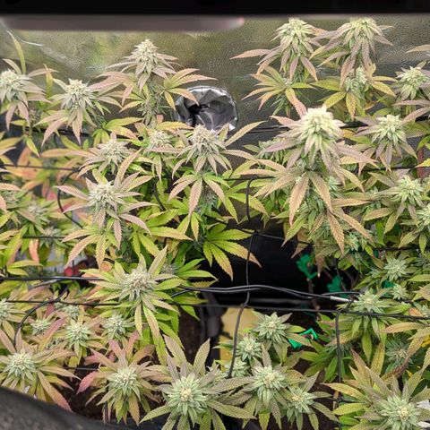 A&B growlog timeline photo