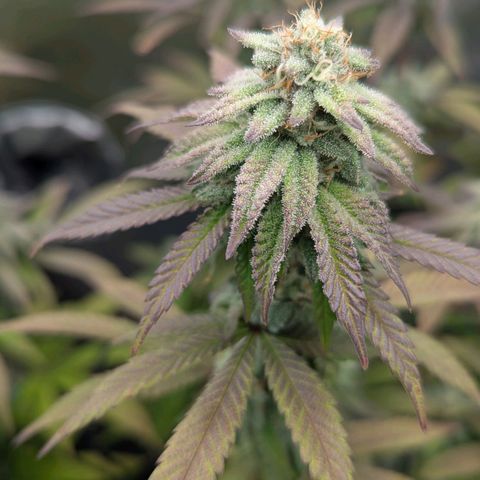 GDP  growlog timeline photo