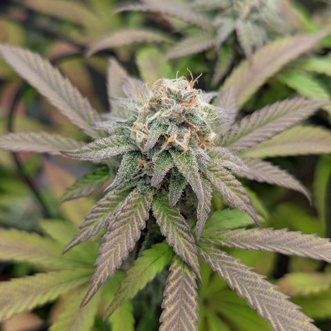 A&B growlog timeline photo