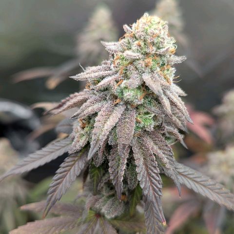 GDP  growlog timeline photo