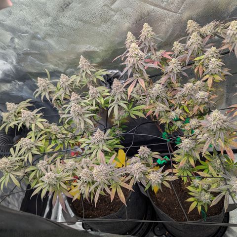 GDP  growlog timeline photo