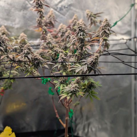 GDP  growlog timeline photo