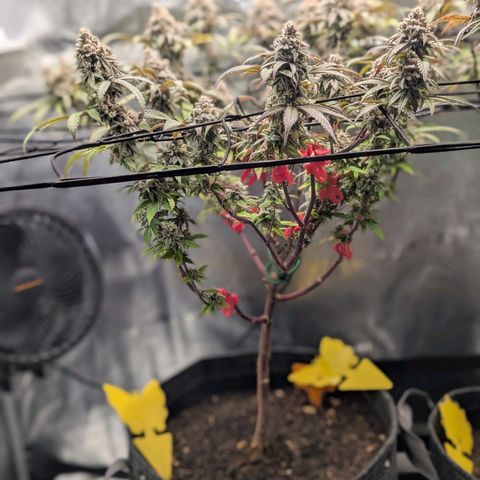 A&B growlog timeline photo