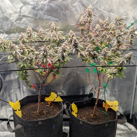 A&B growlog timeline photo